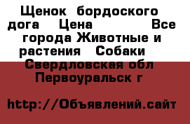 Щенок  бордоского  дога. › Цена ­ 60 000 - Все города Животные и растения » Собаки   . Свердловская обл.,Первоуральск г.